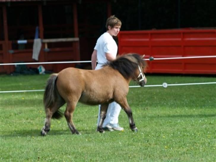 Shetlænder Thorshøjs Trym - Trym 1 år - 40 p. St. Hestedag 2009 (Foto: Stutteri Bækkeskov) billede 20