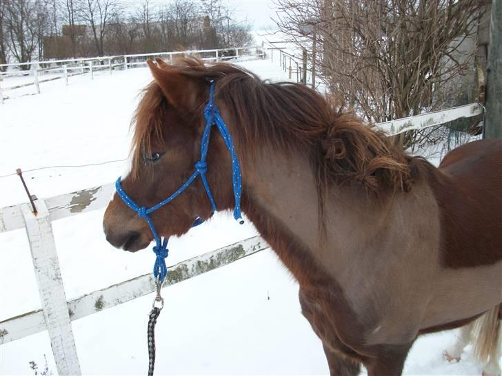 Welsh Pony (sec B) Maccoy, (Udlånt). Ejer: Annika Rosenqvist - Maccoy kigger lige på damerne og viser sig frem nu han er blevet klippet. billede 12