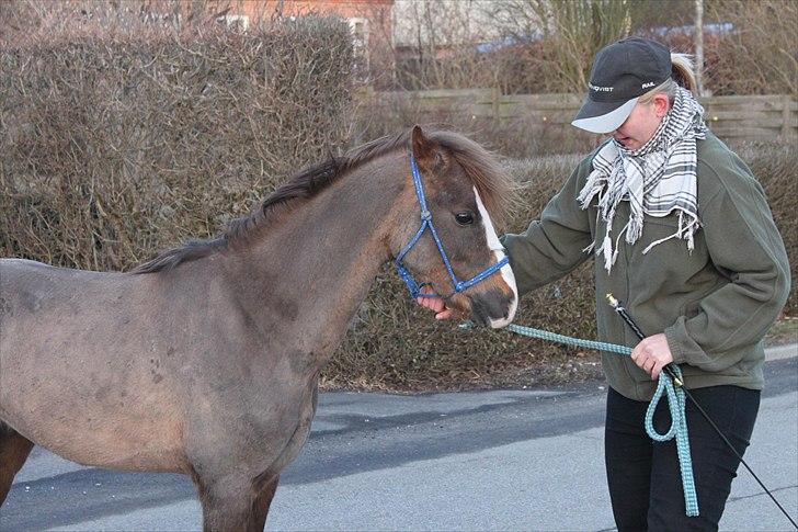 Welsh Pony (sec B) Maccoy, (Udlånt). Ejer: Annika Rosenqvist - Maccoy er godt nok blevet flot efter han er kommey i kærlig pleje hos Michella & med Emma som part <3<3 billede 13