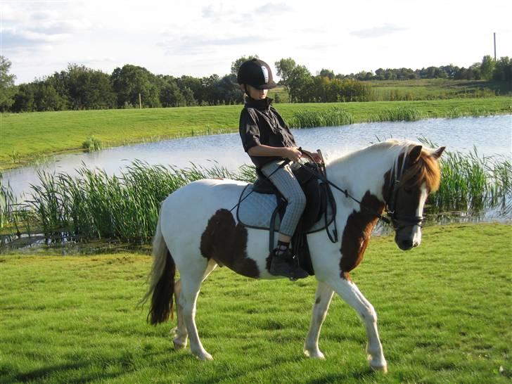 Pinto Just Jumping Oliver *Solgt - nu er vi hjemme billede 4