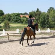 Tysk Sportspony Yasmin - Karlslunde