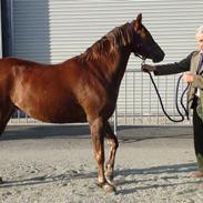 Welsh Pony (sec B) Sianwood Starburst. SOLGT