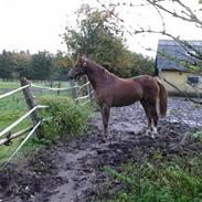 Welsh Pony (sec B) Sianwood Starburst. SOLGT