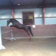 Dansk Varmblod Enekærs Limone     R.I.P.