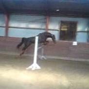 Dansk Varmblod Enekærs Limone     R.I.P.