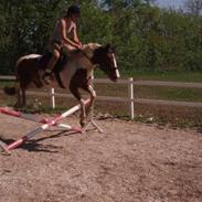 Pinto Østertofts Playboy(Pluto)