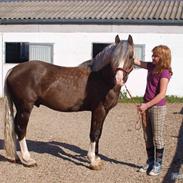 Welsh Pony af Cob-type (sec C) Fjordglimts Mr. Gipson