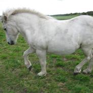 Islænder Lazy Leica-Solgt