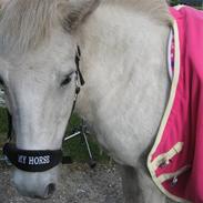 Islænder Lazy Leica-Solgt