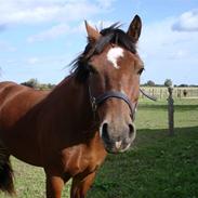 Welsh Cob (sec D) Bilsbæks Mr. Scott