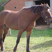 Welsh Cob (sec D) Bilsbæks Mr. Scott