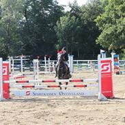 Anden særlig race Black Beauty B-pony