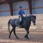 Dansk Varmblod Gelsådalens juanna