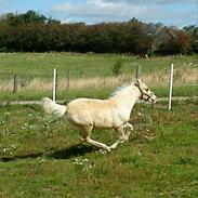 Palomino Gold Fevers Lacoste