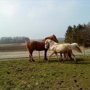 Palomino Gold Fevers Lacoste