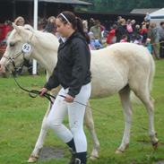 Palomino Gold Fevers Lacoste