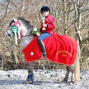 Welsh Mountain (sec A) Limelight af Ferslev/Championatsvinder 2010-11-12