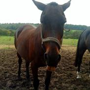 Anden særlig race Zantan 