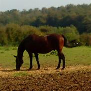 Anden særlig race Zantan 