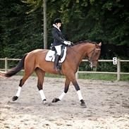 Dansk Varmblod Calinka Skov