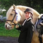 Fjordhest Svante Svanholm (Sham)