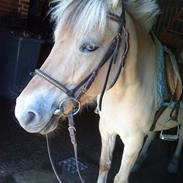 Fjordhest Mona-Lisa (Elevhest)