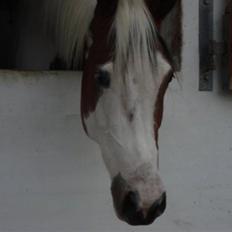 Pinto twister /mors hest/