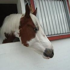 Pinto twister /mors hest/