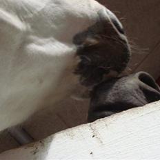 Pinto twister /mors hest/