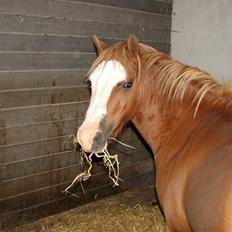 Welsh Mountain (sec A) Mosegaard's Surprice