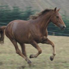 Knabstrupper Robino Heden *solgt*