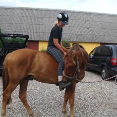 Knabstrupper Robino Heden *solgt*