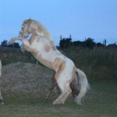 Anden særlig race Icey<33 ( rider )