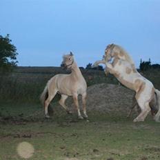 Anden særlig race Icey<33 ( rider )