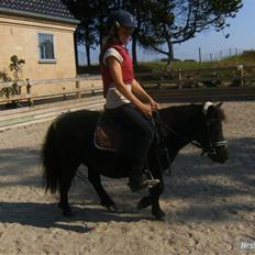 Shetlænder Eges Filur (Anton)