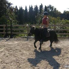 Shetlænder Eges Filur (Anton)