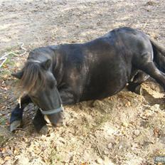 Shetlænder Eges Filur (Anton)