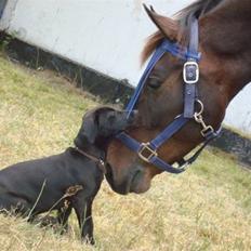 DSP King *rider ikke mere*