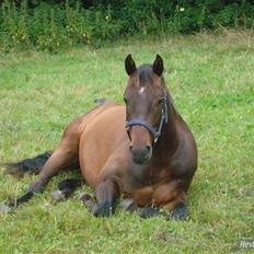 DSP King *rider ikke mere*