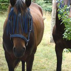 DSP King *rider ikke mere*