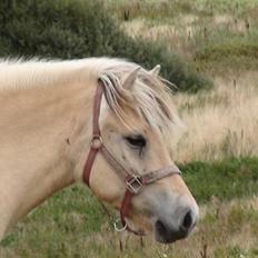 Fjordhest Chanel