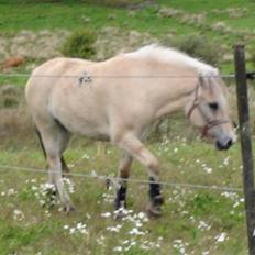 Fjordhest Chanel