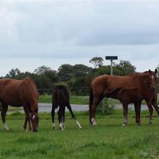 Anden særlig race Richardo (solgt)