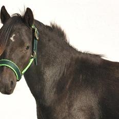 Welsh Mountain (sec A) Laibek's Leopold (Armani)