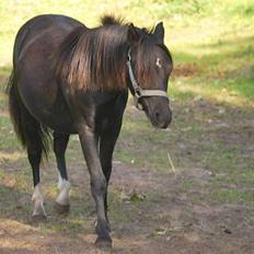 Welsh Mountain (sec A) Laibek's Leopold (Armani)
