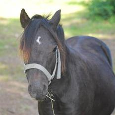 Welsh Mountain (sec A) Laibek's Leopold (Armani)