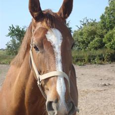 Dansk Varmblod Elverhøjs Alaika