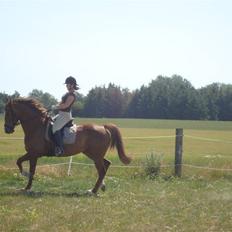 Dansk Varmblod Elverhøjs Alaika