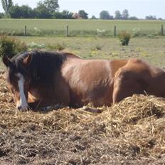 Anden særlig race Jack Dee