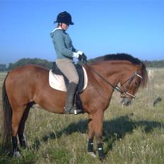 Anden særlig race Jack Dee